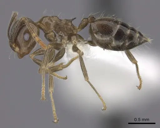 Crematogaster kelleri specimen CASENT0193255 image casent0193255_3