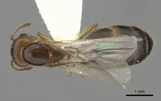 Crematogaster kelleri specimen CASENT0193256 image casent0193256_1