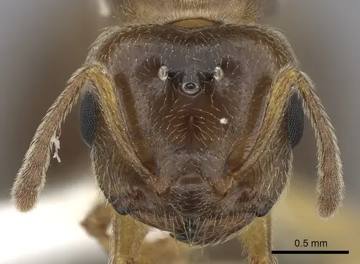 Crematogaster kelleri specimen CASENT0193256 image casent0193256_2