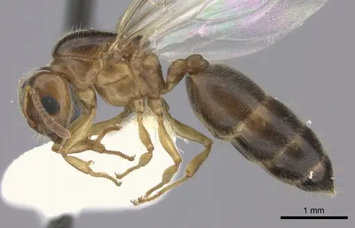 Crematogaster kelleri specimen CASENT0193256 image casent0193256_3