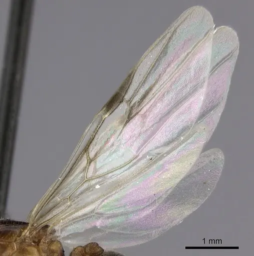 Crematogaster kelleri specimen CASENT0193256 image casent0193256_4