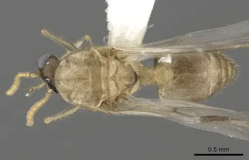 Crematogaster kelleri specimen CASENT0193257 image casent0193257_1