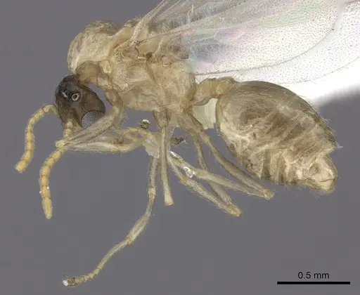 Crematogaster kelleri specimen CASENT0193257 image casent0193257_3