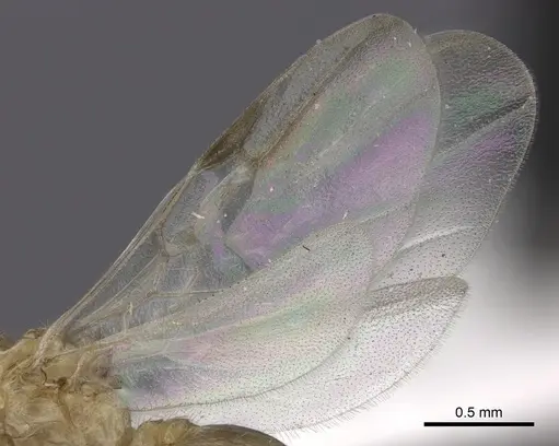 Crematogaster kelleri specimen CASENT0193257 image casent0193257_4