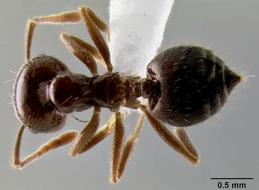 Crematogaster kelleri specimen CASENT0193264 image casent0193264_1