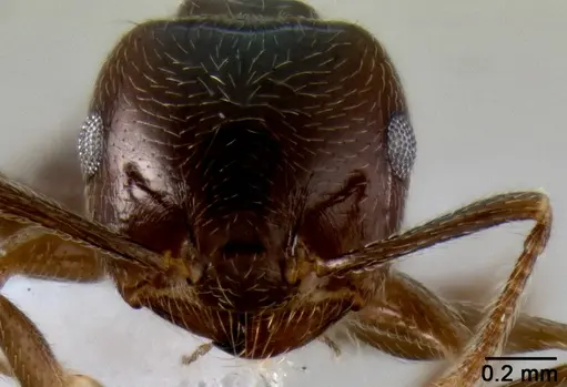 Crematogaster kelleri specimen CASENT0193264 image casent0193264_2