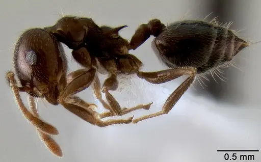 Crematogaster kelleri specimen CASENT0193264 image casent0193264_3