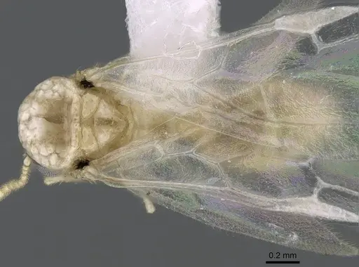 Crematogaster kelleri specimen CASENT0193283 image casent0193283_1