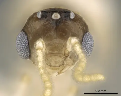 Crematogaster kelleri specimen CASENT0193283 image casent0193283_2
