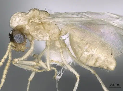 Crematogaster kelleri specimen CASENT0193283 image casent0193283_3
