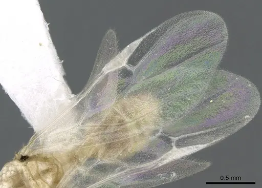 Crematogaster kelleri specimen CASENT0193283 image casent0193283_4