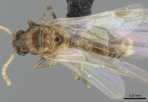 Crematogaster kelleri specimen CASENT0317629 image casent0317629_1