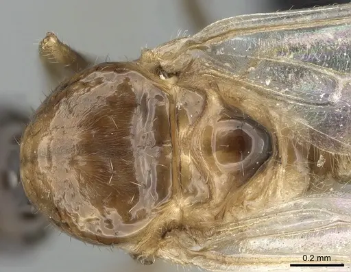 Crematogaster kelleri specimen CASENT0317629 image casent0317629_2