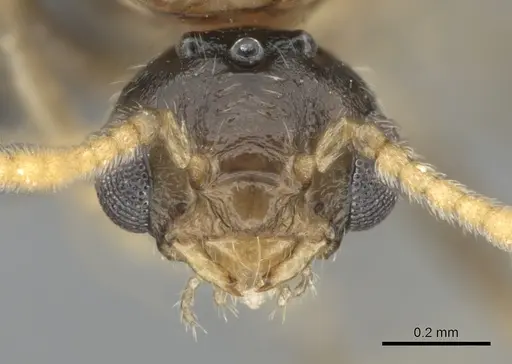 Crematogaster kelleri specimen CASENT0317629 image casent0317629_3