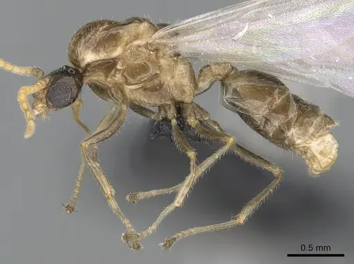 Crematogaster kelleri specimen CASENT0317629 image casent0317629_5