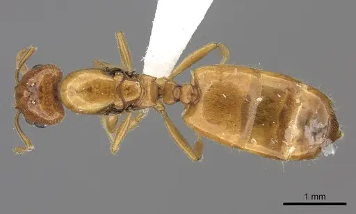 Crematogaster kelleri specimen CASENT0437340 image casent0437340_1