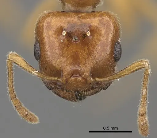 Crematogaster kelleri specimen CASENT0437340 image casent0437340_2