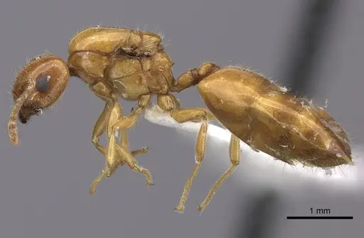 Crematogaster kelleri specimen CASENT0437340 image casent0437340_3