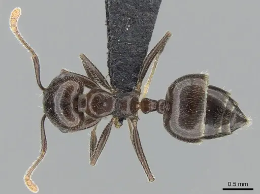 Crematogaster kelleri specimen CASENT0454305 image casent0454305_1