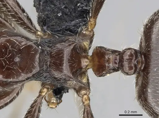 Crematogaster kelleri specimen CASENT0454305 image casent0454305_2