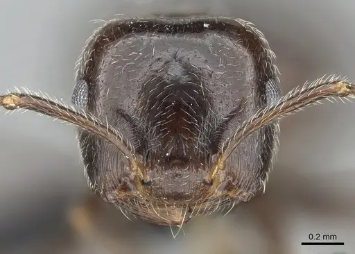 Crematogaster kelleri specimen CASENT0454305 image casent0454305_3