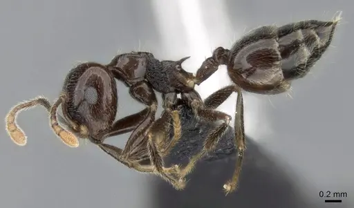 Crematogaster kelleri specimen CASENT0454305 image casent0454305_4