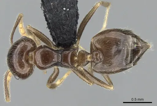Crematogaster kelleri specimen CASENT0466090 image casent0466090_1
