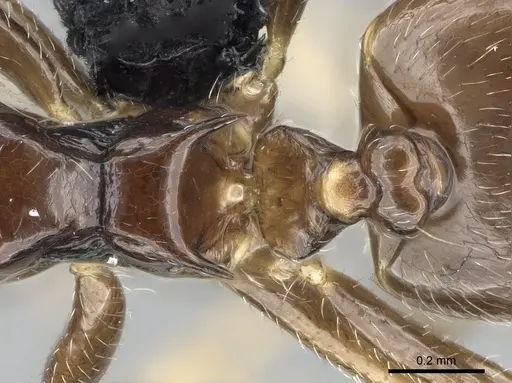Crematogaster kelleri specimen CASENT0466090 image casent0466090_2