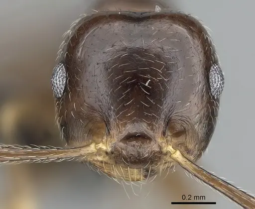 Crematogaster kelleri specimen CASENT0466090 image casent0466090_3