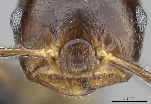 Crematogaster kelleri specimen CASENT0466090 image casent0466090_4