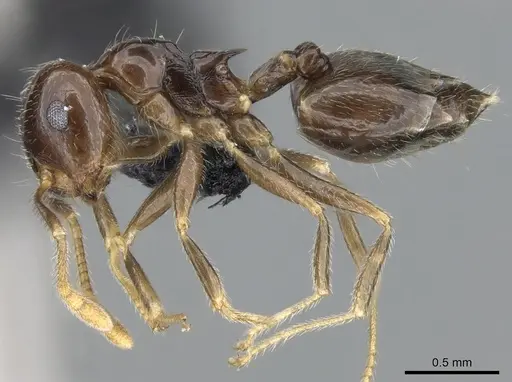 Crematogaster kelleri specimen CASENT0466090 image casent0466090_5