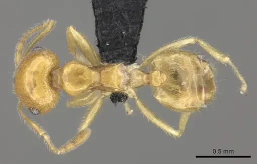 Crematogaster kelleri specimen CASENT0484684 image casent0484684_1