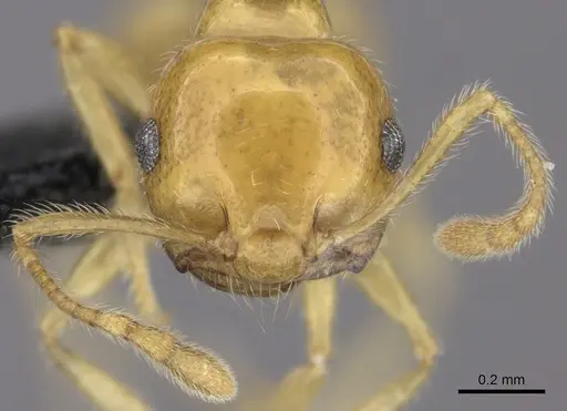 Crematogaster kelleri specimen CASENT0484684 image casent0484684_2
