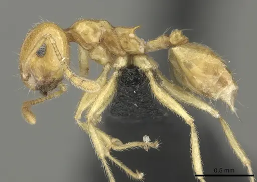 Crematogaster kelleri specimen CASENT0484684 image casent0484684_3