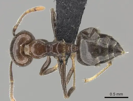 Crematogaster kelleri specimen CASENT0492999 image casent0492999_1