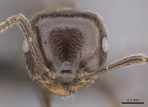 Crematogaster kelleri specimen CASENT0492999 image casent0492999_2