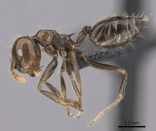 Crematogaster kelleri specimen CASENT0492999 image casent0492999_3