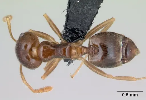 Crematogaster kelleri specimen CASENT0498885 image casent0498885_1