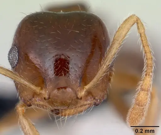 Crematogaster kelleri specimen CASENT0498885 image casent0498885_2