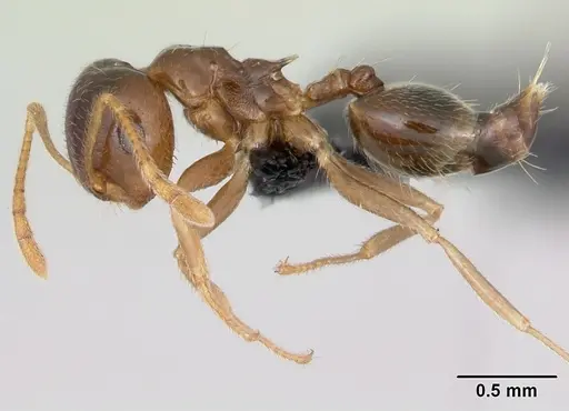 Crematogaster kelleri specimen CASENT0498885 image casent0498885_3