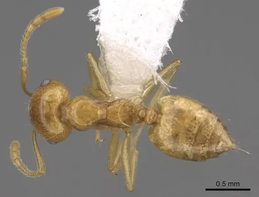 Crematogaster kelleri specimen CASENT0922637 image casent0922637_1