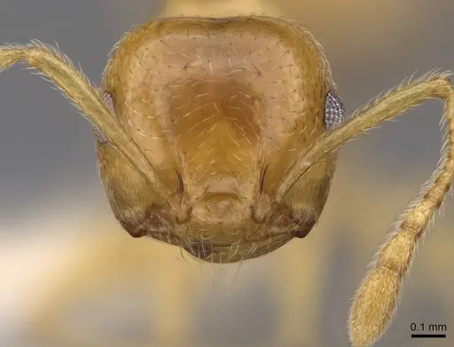 Crematogaster kelleri specimen CASENT0922637 image casent0922637_2