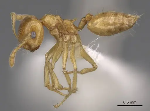 Crematogaster kelleri specimen CASENT0922637 image casent0922637_3