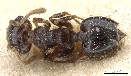 Crematogaster kneri specimen CASENT0904481 image casent0904481_1