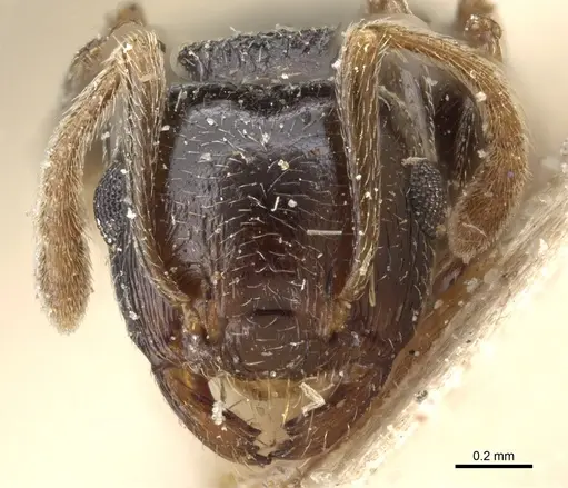 Crematogaster kneri specimen CASENT0904481 image casent0904481_2