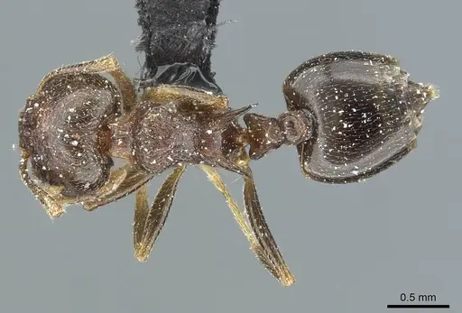 Crematogaster kneri specimen CASENT0912803 image casent0912803_1