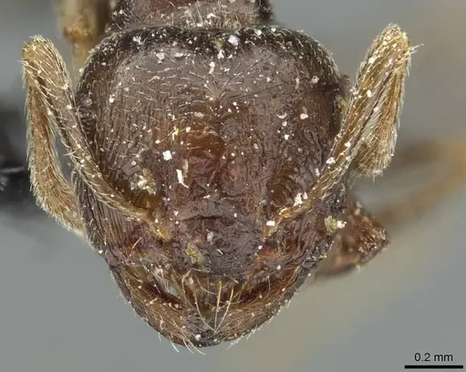 Crematogaster kneri specimen CASENT0912803 image casent0912803_2