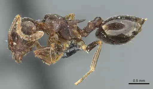 Crematogaster kneri specimen CASENT0912803 image casent0912803_3
