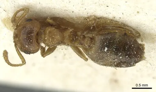 Crematogaster kneri specimen CASENT0912804 image casent0912804_1