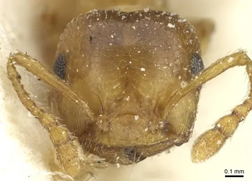 Crematogaster kneri specimen CASENT0912804 image casent0912804_2